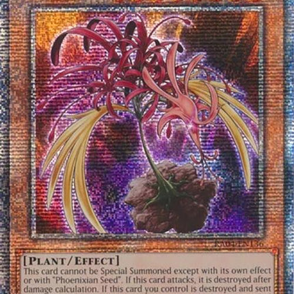Phoenixian Cluster Amaryllis [RA04-EN136] Quarter Century Secret Rare