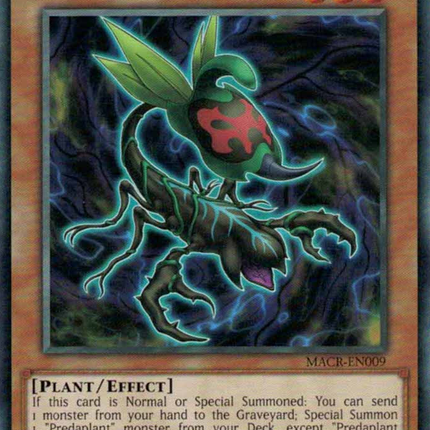 Predaplant Ophrys Scorpio [MACR-EN009] Rare